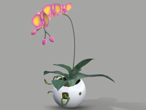 falenopsis 3D Model