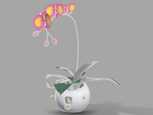 falenopsis 3Dモデル