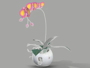 falenopsis 3D Model