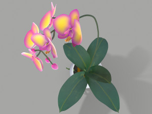falenopsis 3Dモデル
