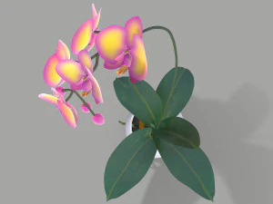 falenopsis 3D Model