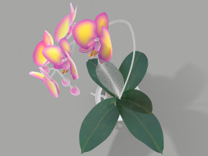 falenopsis 3Dモデル