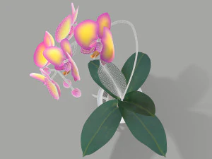 falenopsis 3D Model