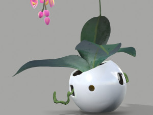 falenopsis 3Dモデル