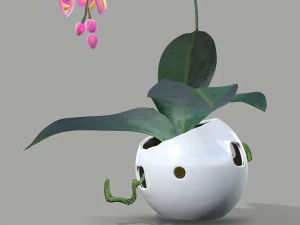 falenopsis 3D Model