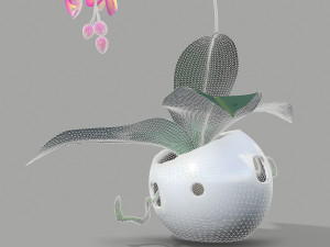 falenopsis 3Dモデル