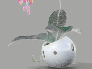 falenopsis 3D Model