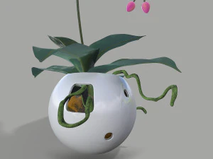falenopsis 3D Model