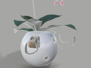 falenopsis 3Dモデル
