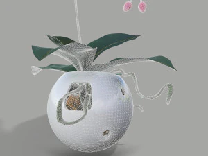 falenopsis 3D Model
