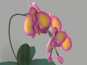 falenopsis 3Dモデル