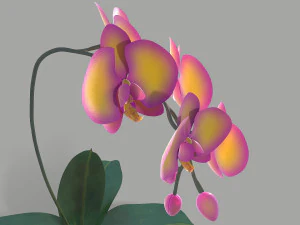 falenopsis 3D Model