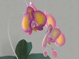 falenopsis 3Dモデル