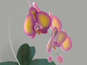 falenopsis 3D Model