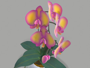 falenopsis 3Dモデル