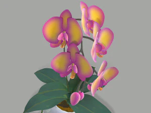 falenopsis 3D Model