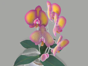 falenopsis 3D Model