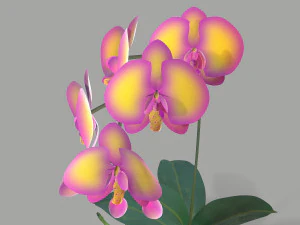 falenopsis 3D Model