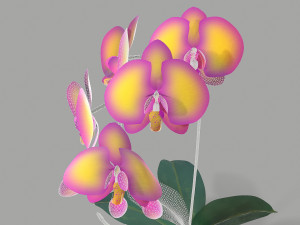 falenopsis 3Dモデル