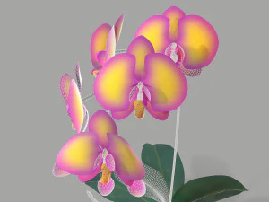 falenopsis 3D Model