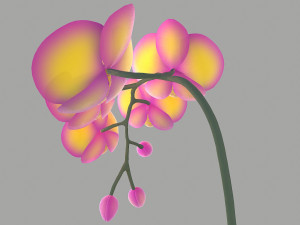 falenopsis 3Dモデル