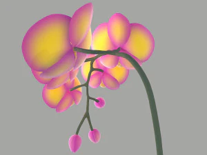 falenopsis 3D Model