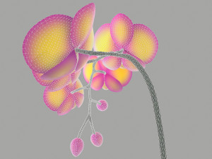 falenopsis 3Dモデル