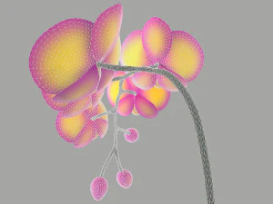 falenopsis 3D Model