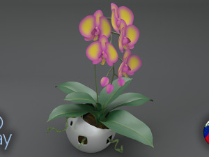 falenopsis 3Dモデル