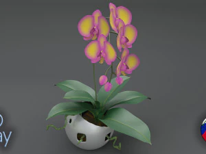 falenopsis 3D Model