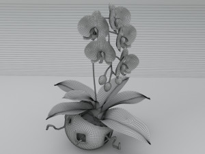 falenopsis 3Dモデル