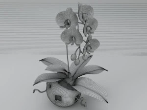 falenopsis 3D Model