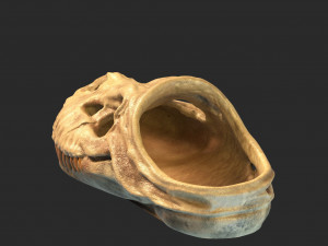 Dinosaur focil SANDALS 3Dプリントモデル