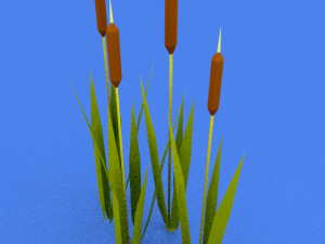 reed 3D Model
