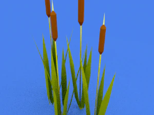 reed 3D Model