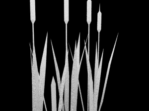 reed 3D Model