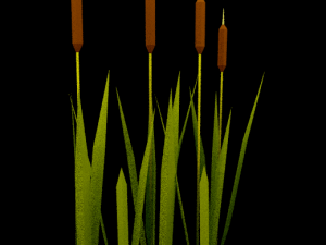 reed 3D Model