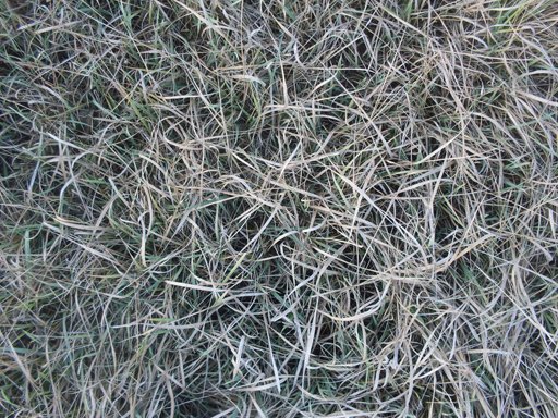 grass texture CG Textures .c4d .max .obj .3ds .fbx .stl .blend 