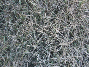 struttura dell'erba CG Textures