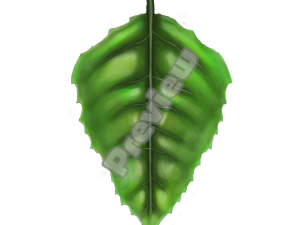 eye leaf CG टेक्स्चर्स