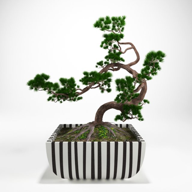 pine bonsai 3D Model .c4d .max .obj .3ds .fbx .stl .blend