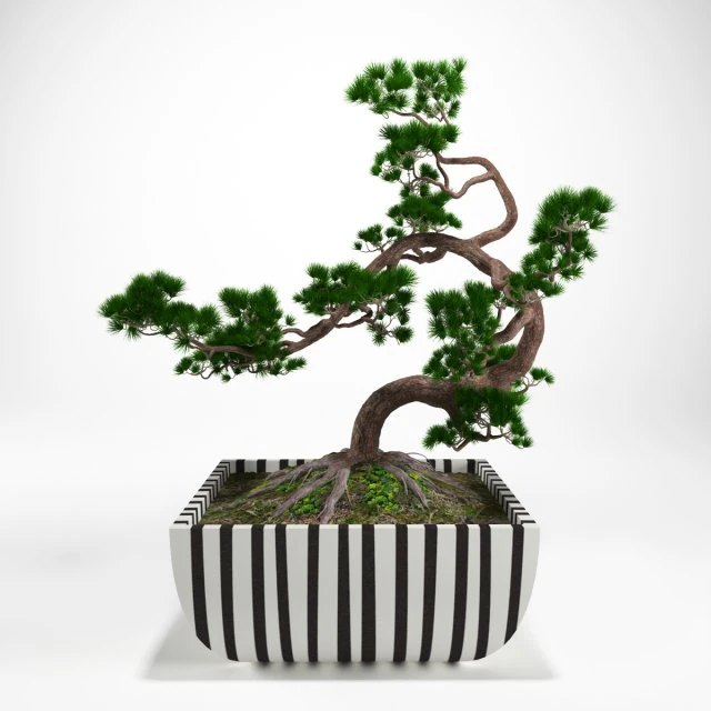 pine bonsai 3D Model .c4d .max .obj .3ds .fbx .stl .blend
