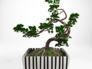 pine bonsai 3Dモデル