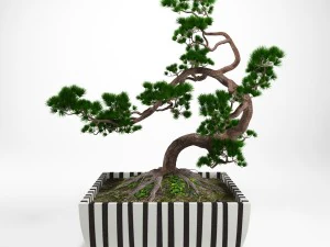 bonsa&iuml; de pin Modèle 3D