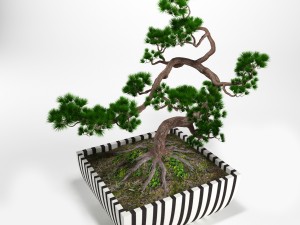 pine bonsai 3D Model