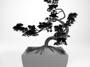 pine bonsai 3D Model