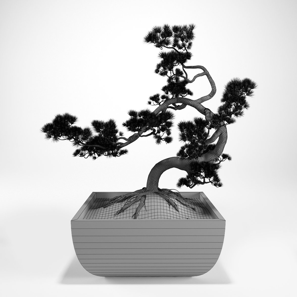 pine bonsai 3D Models in Small Plants 3DExport