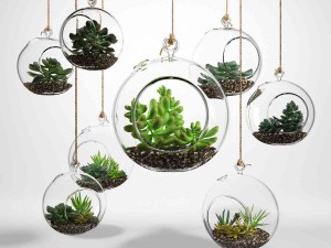 sedum in a glass bowl Modèle 3D
