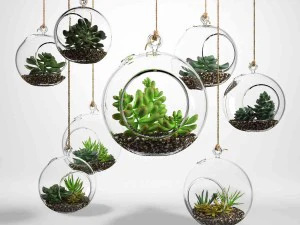 sedum dalam mangkuk kaca Model 3D