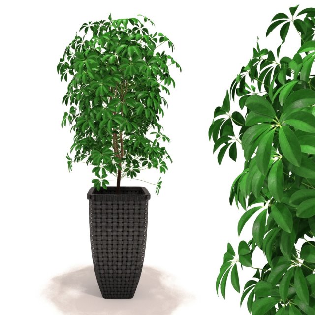 scheffler schefflera - decorative foliage plants 3D Модель .c4d .max .obj .3ds .fbx .stl .blend